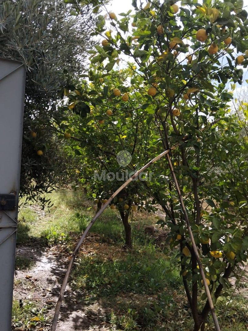 أرض زراعية للبيع في مراكش - 13,000 م² - Photo 12