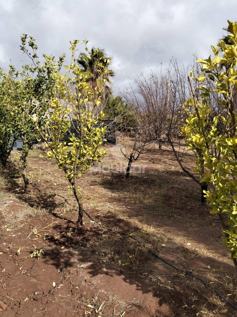 أرض زراعية للبيع في مراكش - 13,000 م² - Photo 4