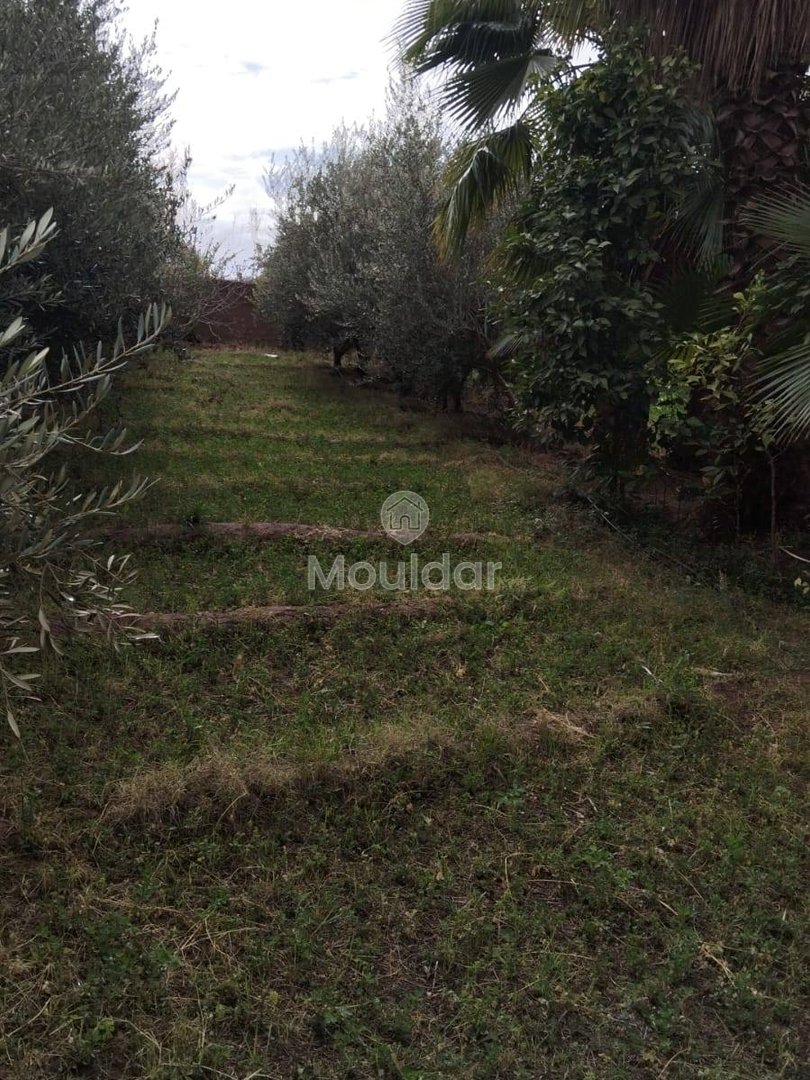 أرض زراعية للبيع في مراكش - 13,000 م² - Photo 7