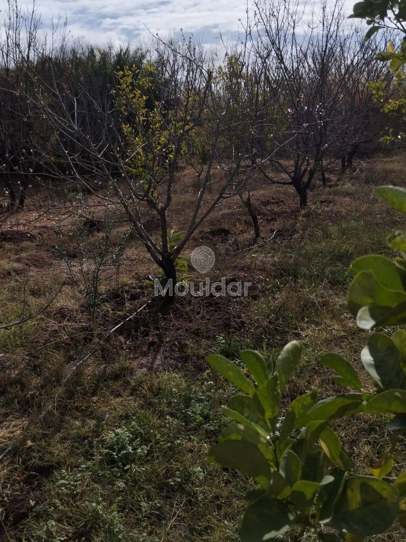 أرض زراعية للبيع في مراكش - 13,000 م² - Photo 11