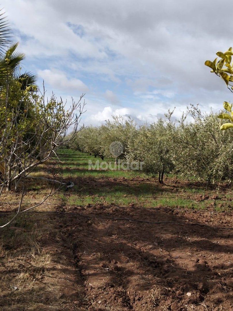 أرض زراعية للبيع في مراكش - 13,000 م² - Photo 5