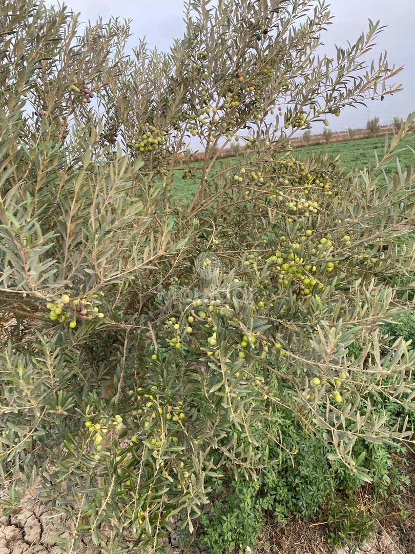 Wyjątkowa farma na sprzedaż w Sidi Slimane z cechami ekologicznymi - Photo 6