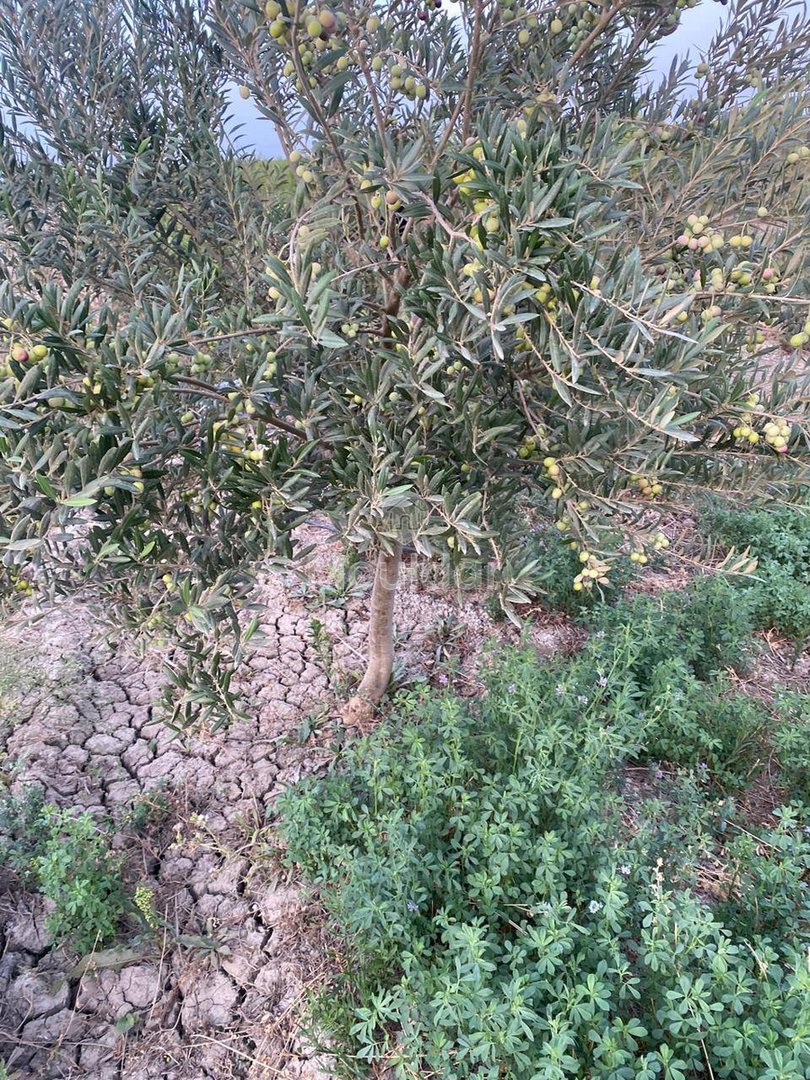 Wyjątkowa farma na sprzedaż w Sidi Slimane z cechami ekologicznymi - Photo 5