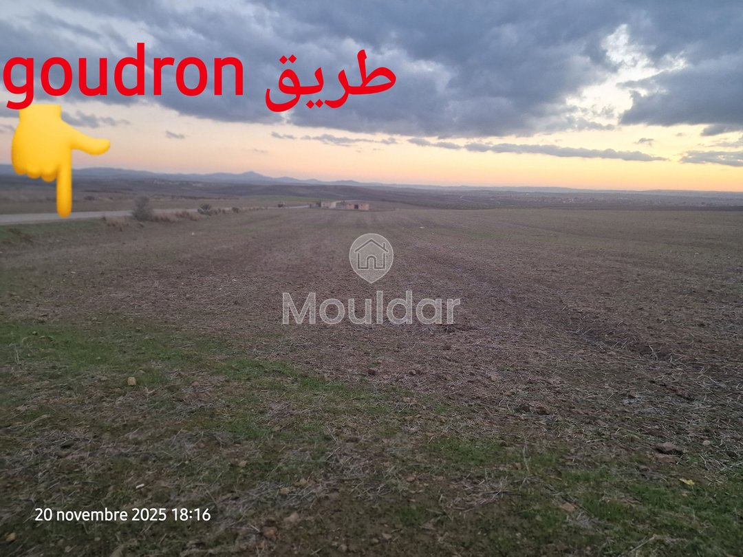 Agricultural Land for Sale in Ksar el-Kebir - 140,000 m² - Photo 5