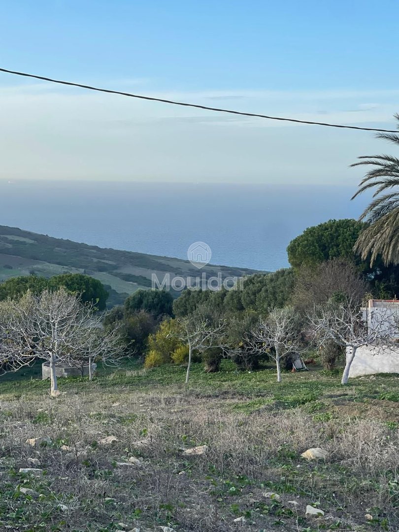 Farma in vendita a Tangeri: spazio agricolo sicuro di 7700 m² - Photo 6