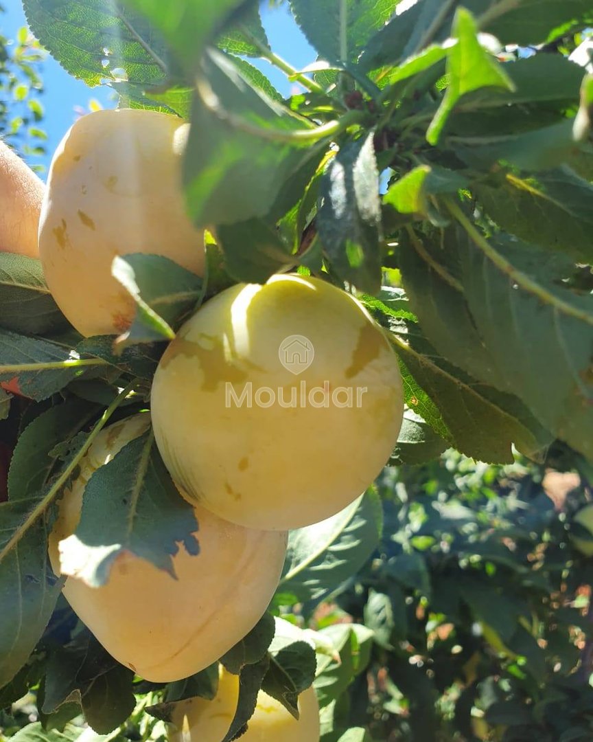 Ferme de vânzare în Fez: 25.000 m² de terenuri - Photo 9