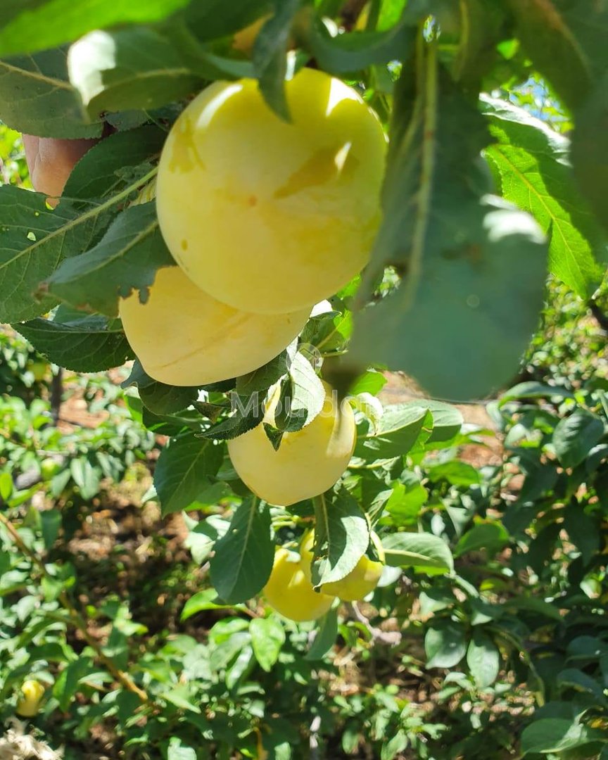 Ferme de vânzare în Fez: 25.000 m² de terenuri - Photo 8