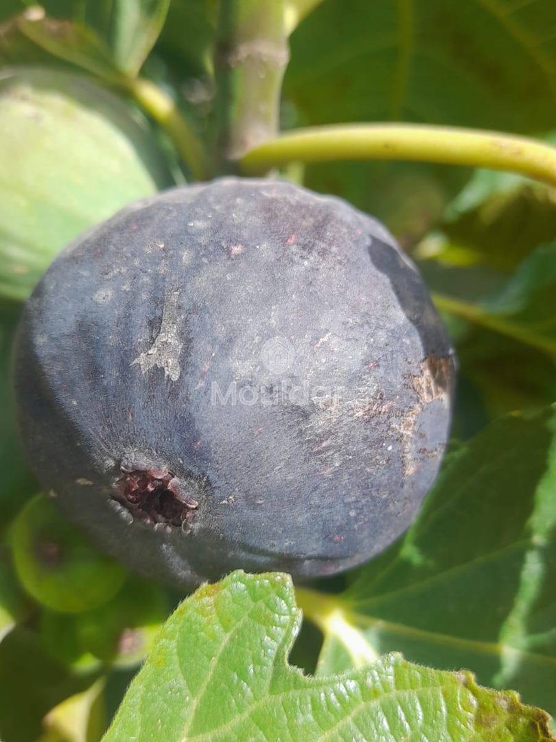 Ferme de vânzare în Fez: 25.000 m² de terenuri - Photo 7