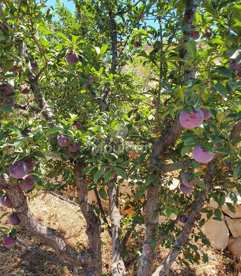 Ferme de vânzare în Fez: 25.000 m² de terenuri - Photo 1