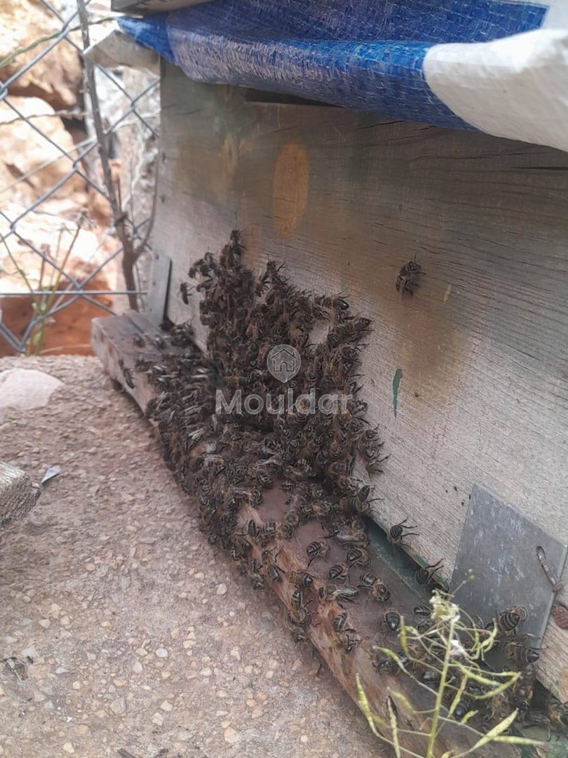 Ferme de vânzare în Fez: 25.000 m² de terenuri - Photo 3