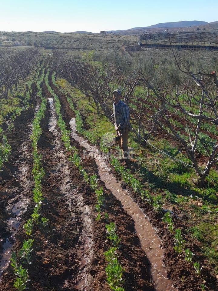Ferme de vânzare în Fez: 25.000 m² de terenuri - Photo 5