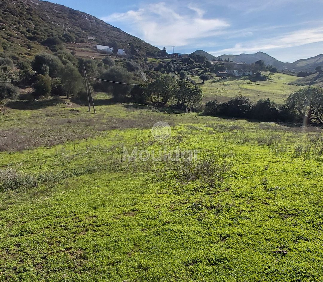 Πωλείται, ένα μοναδικό ακίνητο στην Taghramt (Al-Ansar) - 6000 m² δυνατότητες - Photo 7