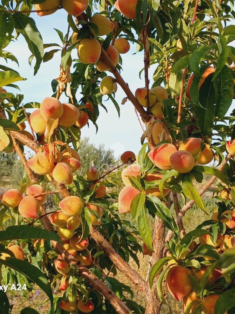 Fermă de Vânzare: 100.000 m² în Marrakech, Amezmiz - Photo 2