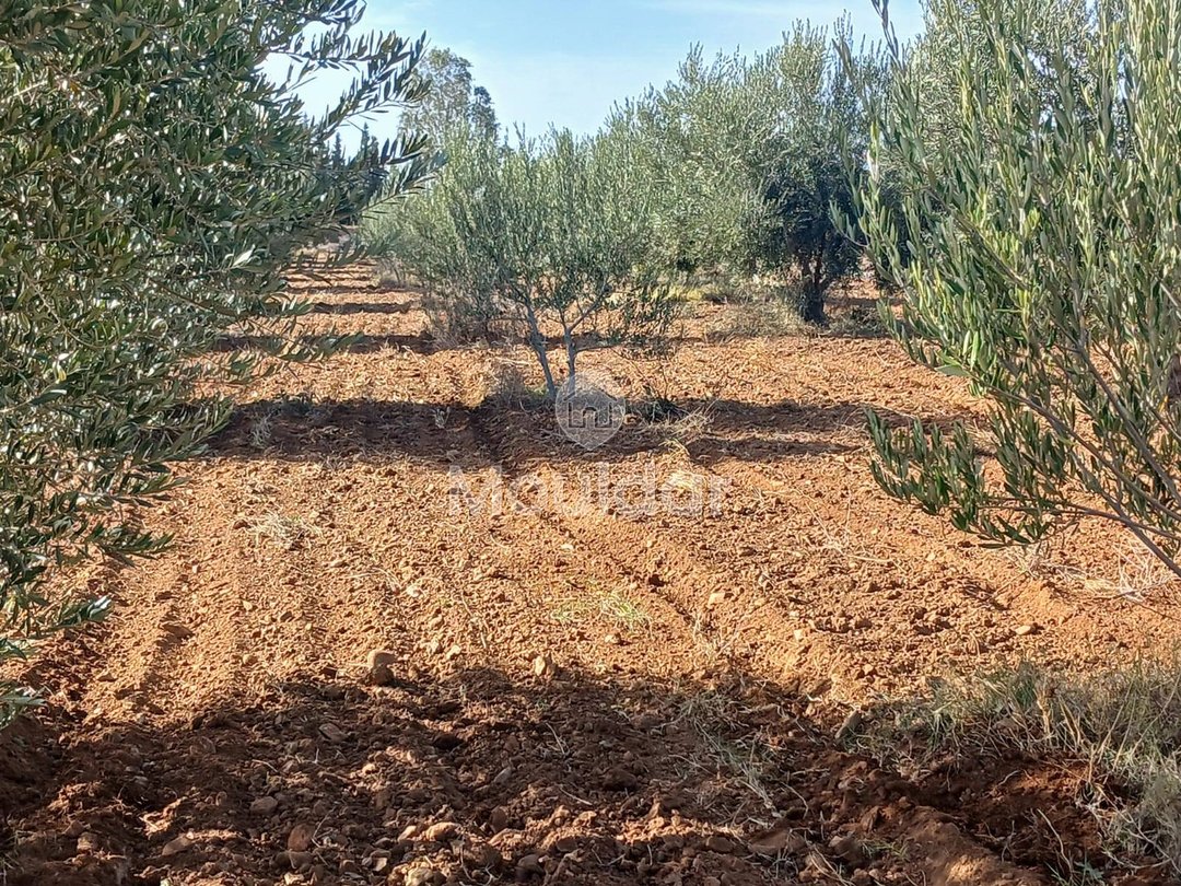 Fermă de Vânzare: 100.000 m² în Marrakech, Amezmiz - Photo 6