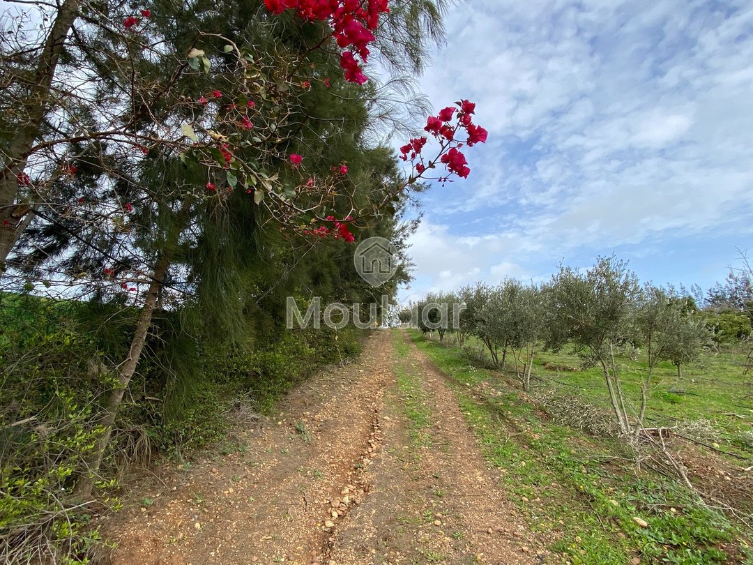 Ferma de vânzare în Rabat - Photo 4