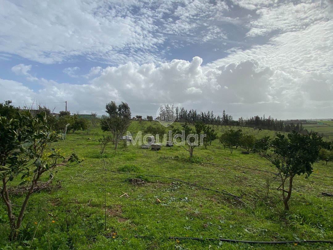 Ferma de vânzare în Rabat - Photo 7