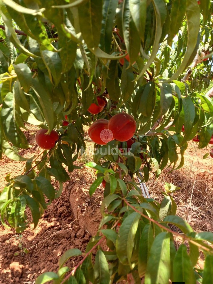 Ferma de vânzare în Meknès - Photo 15