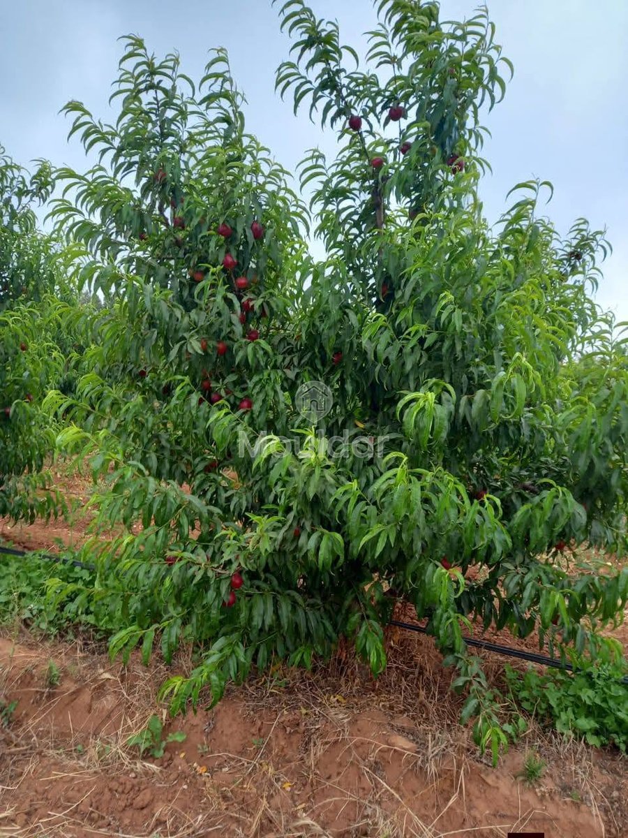 Ferma de vânzare în Meknès - Photo 16