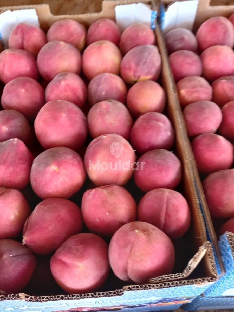 Ferma de vânzare în Meknès - Photo 5