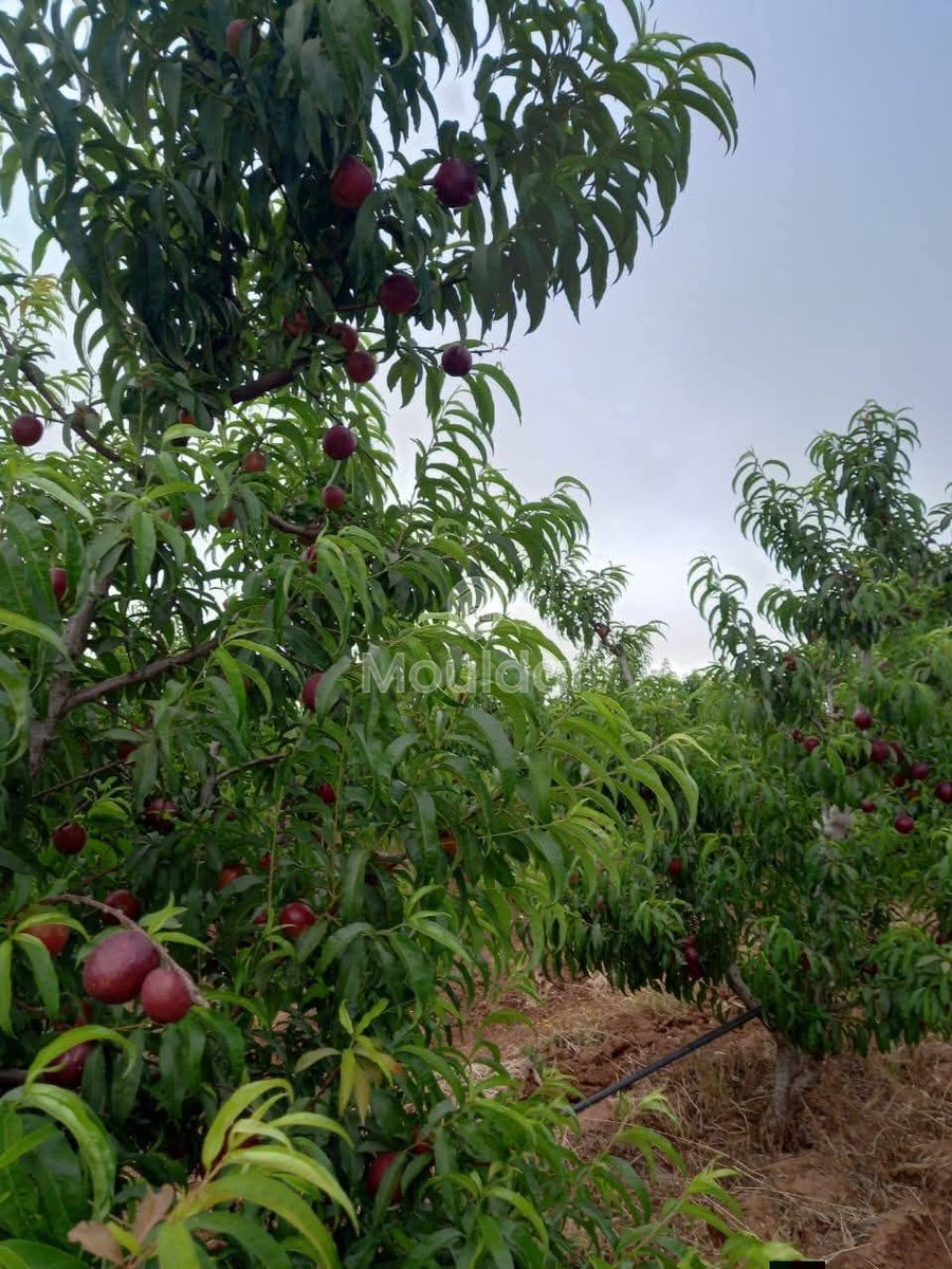 Ferma de vânzare în Meknès - Photo 14