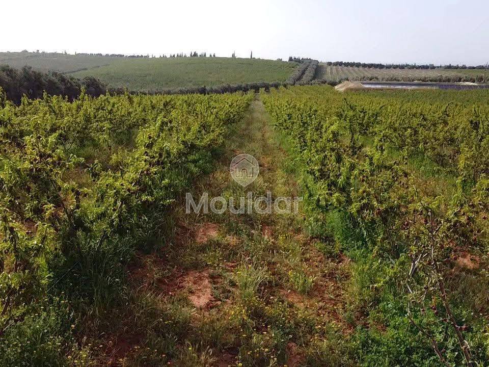 Ferma de vânzare în Meknès - Photo 1