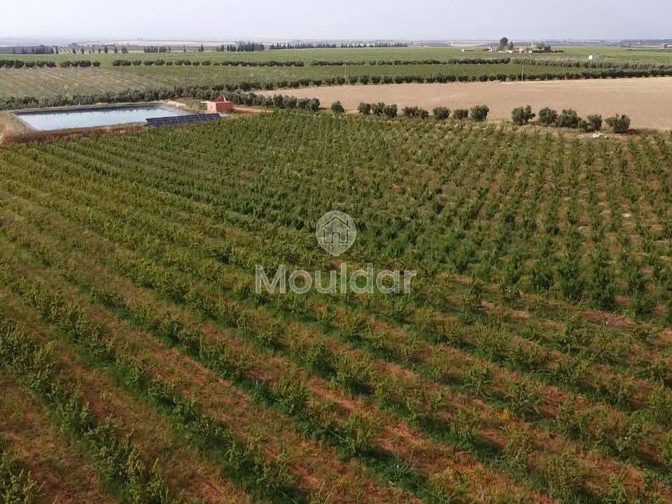 Ferma de vânzare în Meknès - Photo 3