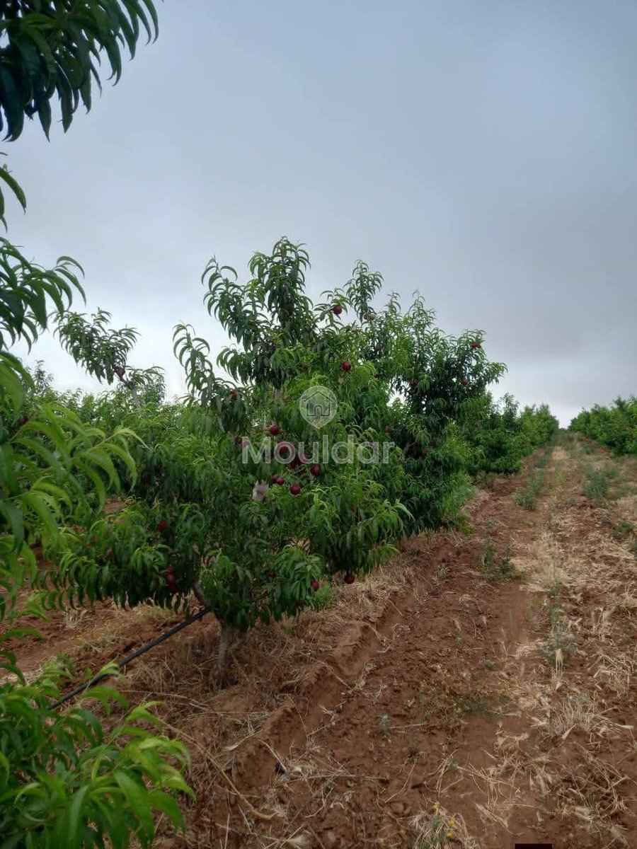 Ferma de vânzare în Meknès - Photo 11